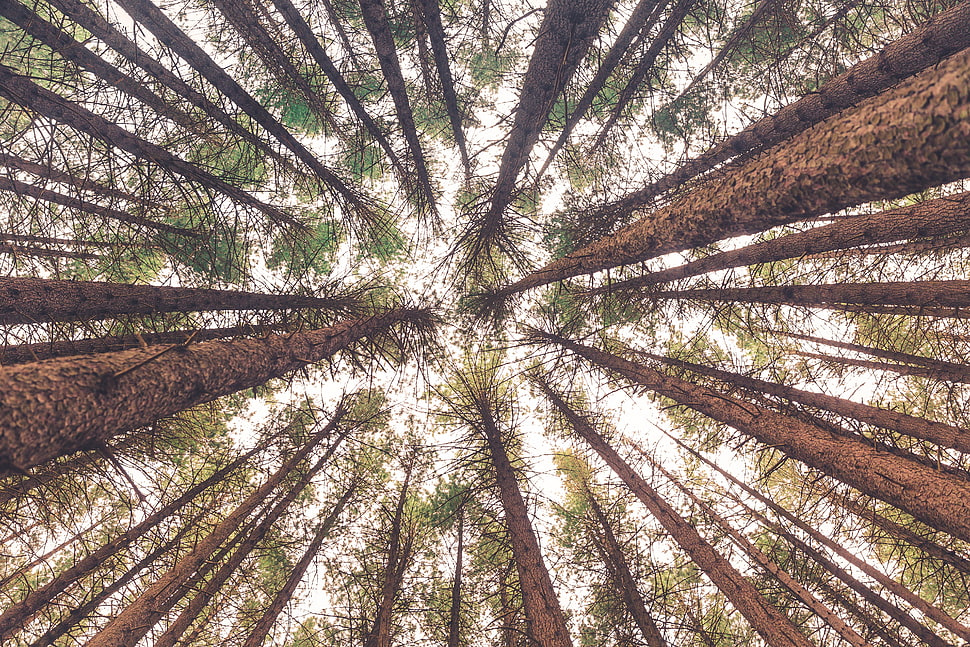 green leaf trees, Trees, Bottom view, Trunks HD wallpaper