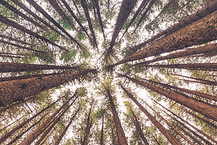 green leaf trees, Trees, Bottom view, Trunks