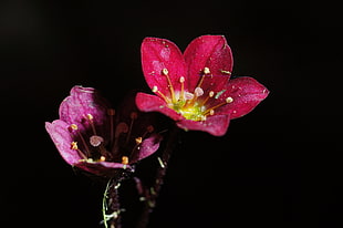 tilt shift photo of pink, purple flowers, saxifraga