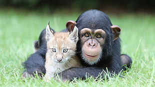 baby chimpanzee and bobcat photo
