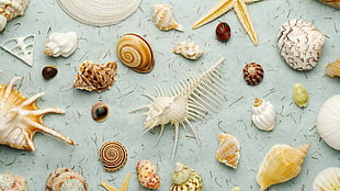 assorted-color seashell lot, seashells HD wallpaper