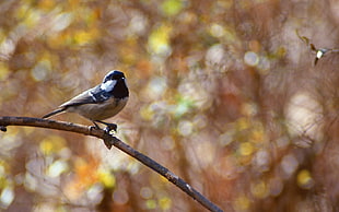 brown and black bird on tree branch in selective focus photography
