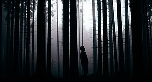 black forest, forest, people, monochrome, silhouette HD wallpaper