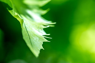 shallow focus of green leaf