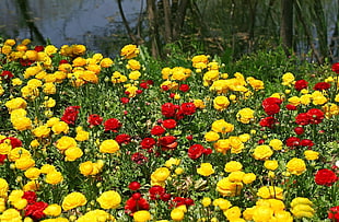 yellow and red flower field at daytime