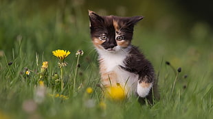 tri-color kitten, kittens, cat, animals, baby animals HD wallpaper