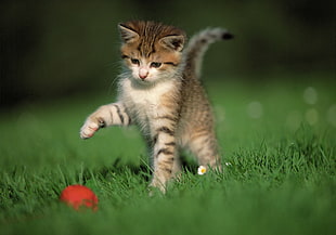 close up photo of tabby kitten on grass field