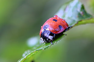 selective focus photography of orange and black ladybug