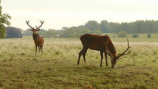 two brown calfs, deer, animals, nature, elk