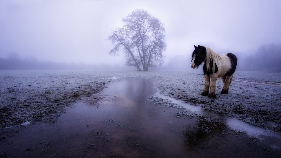 white and black pony, winter, horse, animals, landscape HD wallpaper