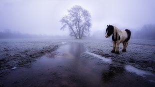 white and black pony, winter, horse, animals, landscape