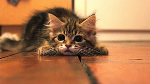 gray tabby kitten, on the floor, cat, baby animals, kittens HD wallpaper
