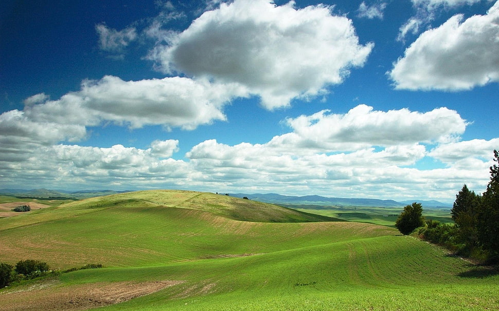 green grass field HD wallpaper