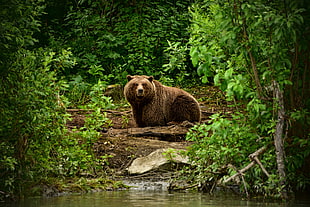brown grizzly bear, animals, mammals, forest, bears