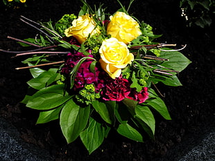 yellow roses in closeup photo