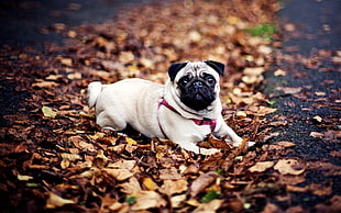 fawn pug lying on dried leaves HD wallpaper