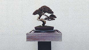 mini tree in brown pot table decor, bonsai HD wallpaper