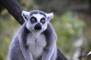 black and white Lemur