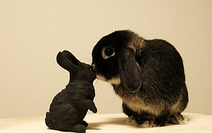 two black and brown rabbits