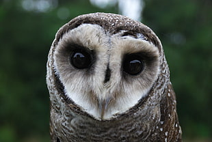 Lesser Sooty Owl, Mabi, Wildlife Reserve, untitled HD wallpaper