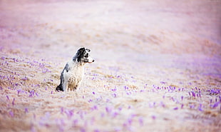 adult white and black border collie on lavender field during daytime HD wallpaper