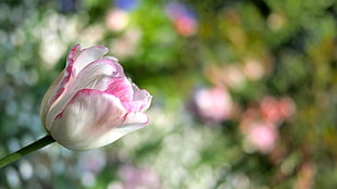 close up photo of white and pink Tulip flower