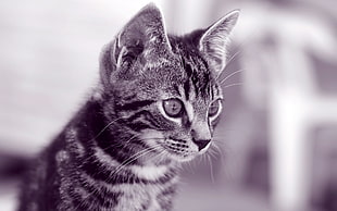 Tabby kitten HD wallpaper