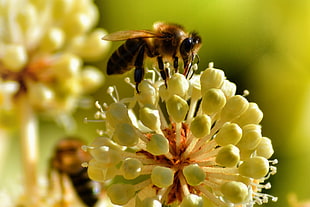 brown bee, Bee, Pollination, Flower