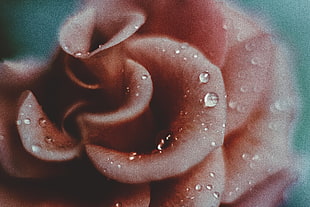 shallow focus photography of pink Rose flower