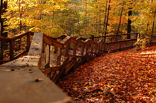 brown wooden staircase with yellow-and-brown trees photography during day time