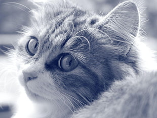 grayscale photo of Tabby Cat
