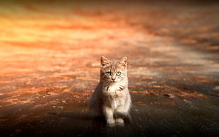 brown cat sitting on concrete ground HD wallpaper