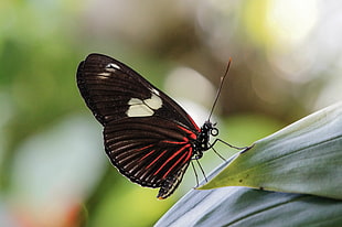 selective focus of black butterflty, butterfly