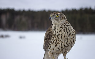 selective focus photography of beige and brown hawk eagle
