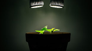 green leaf plant, plants HD wallpaper