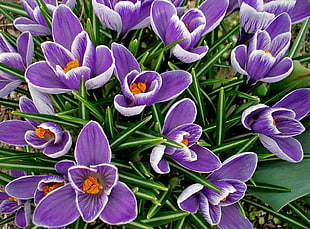 purple and white petaled flower plant