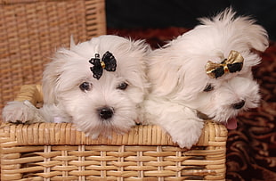 two Long Coated White Puppies on Basket