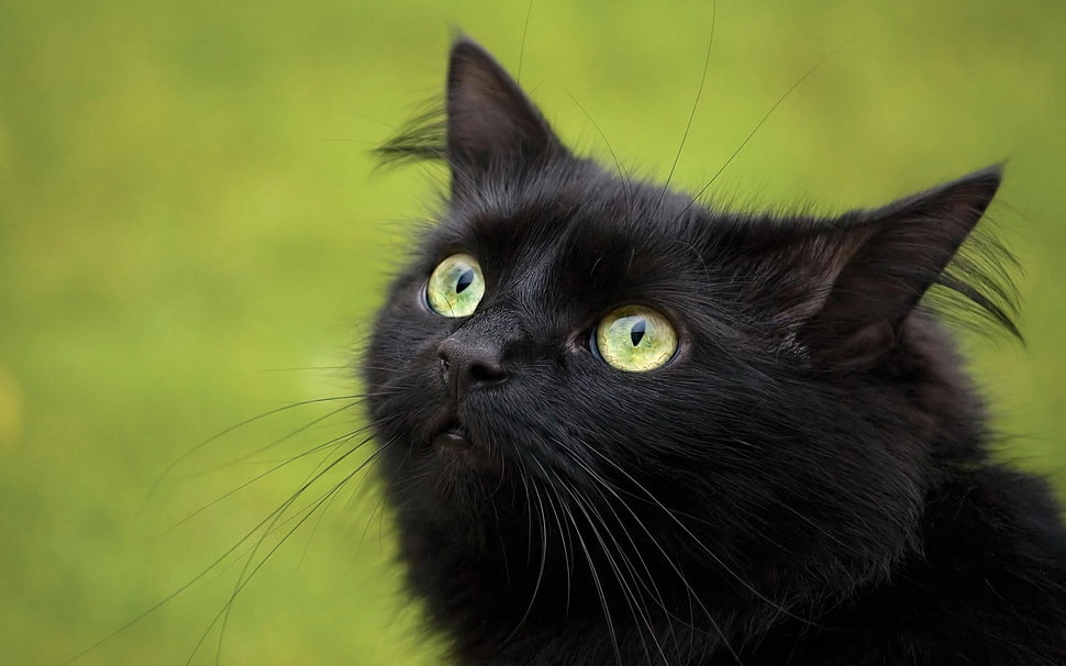 closeup photo of a black cat HD wallpaper