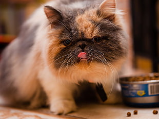 macro-photography of calico cat HD wallpaper