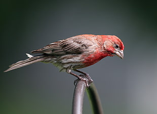 House Finch perched on black wire during daytime