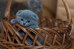 Russian Blue Kitten on Brown Woven Basket HD wallpaper