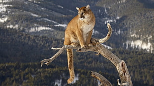 brown Lionesses on top of tree  under mountain background during daytime
