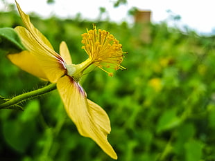 selective focus photography of yellow flower's pollen, mallow, indian