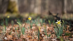 yellow flowers, depth of field, flowers, nature, daffodils HD wallpaper