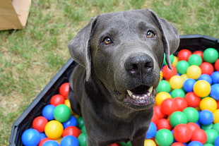 short-coated black puppy, Dog, Muzzle, Balls