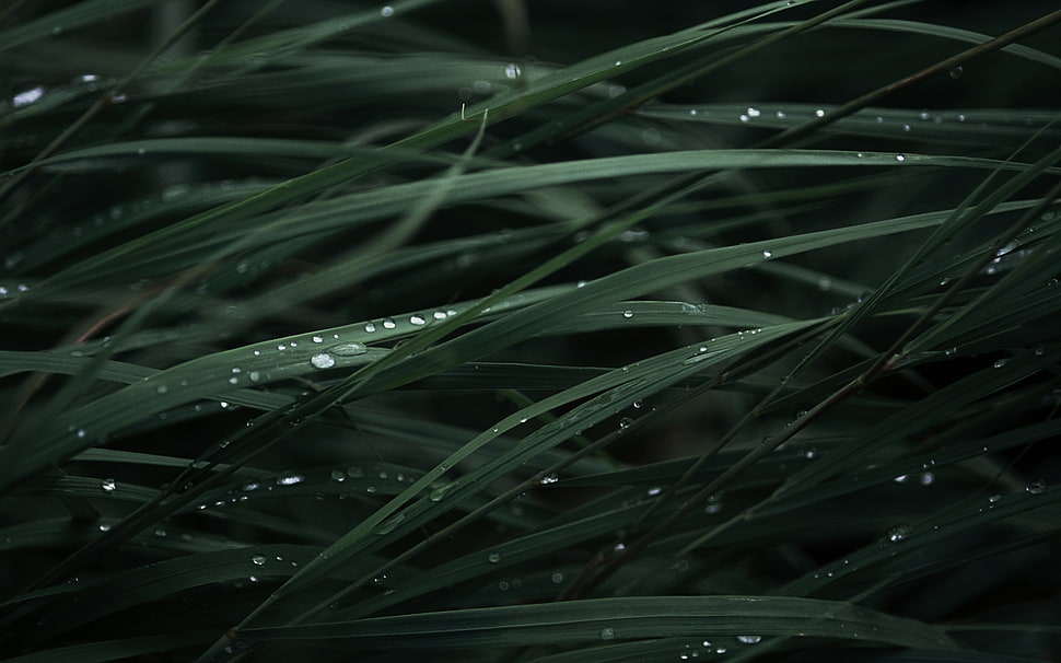 Grass,  Drops,  Background,  Dark HD wallpaper