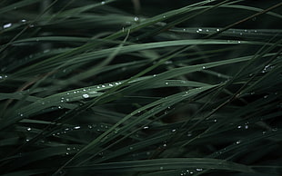 Grass,  Drops,  Background,  Dark