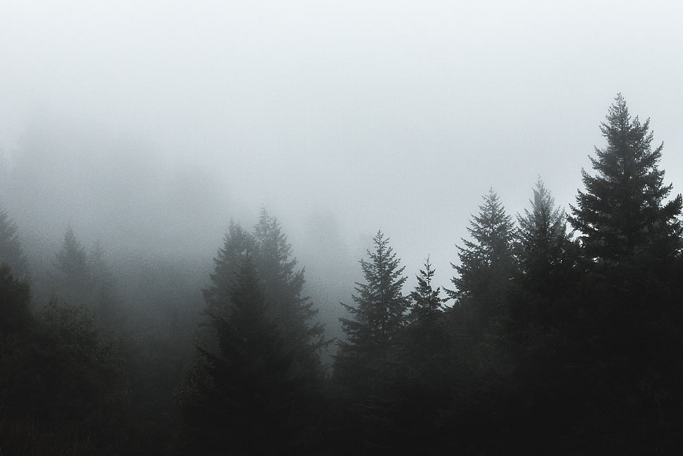 white and black tree painting, nature, trees, mist, forest HD wallpaper