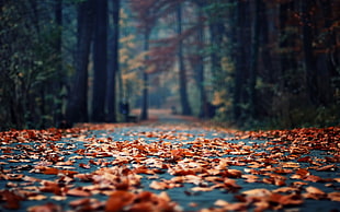 brown leaves on asphalt pavement between forest trees HD wallpaper