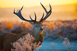brown deer during golden hour HD wallpaper
